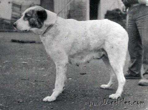 Tayak | Central Asian Shepherd Dog 