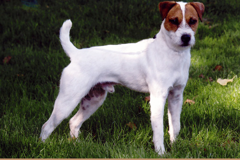 Gonetoground Rockn Robin | Parson Russell Terrier 