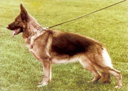 Ica von der Wienerau | German Shepherd Dog 