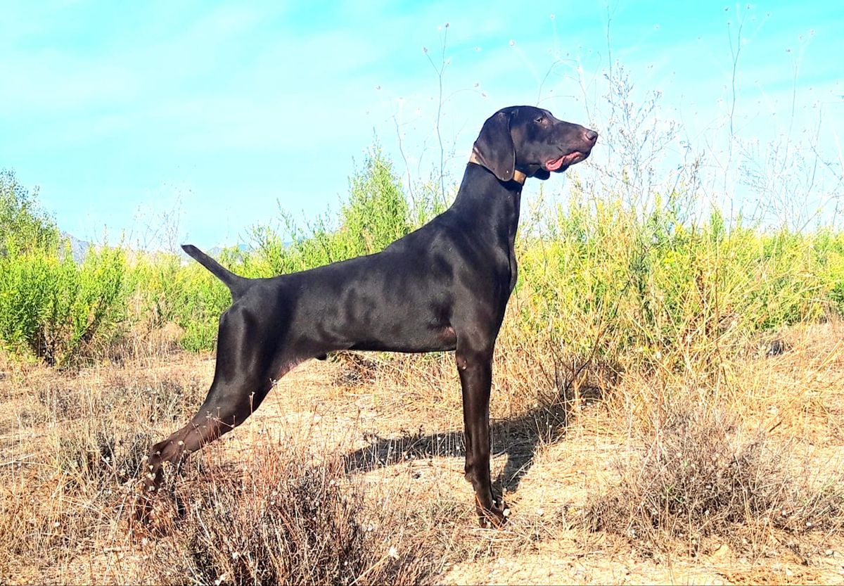 Cox de Icue | German Shorthaired Pointer 