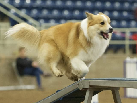 Isneista Vaskur of Bayshore | Icelandic Sheepdog 
