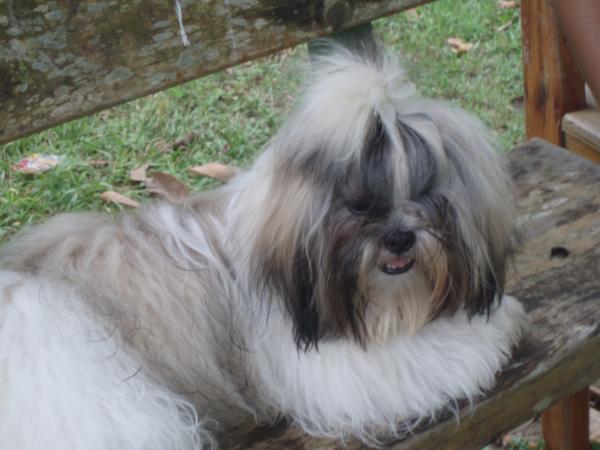 Giorgete Corlfone de Castro¿s Mar | Shih Tzu 