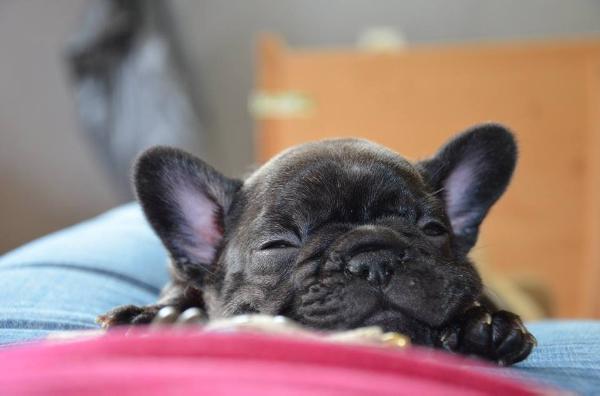 the little rascals Arabella | French Bulldog 