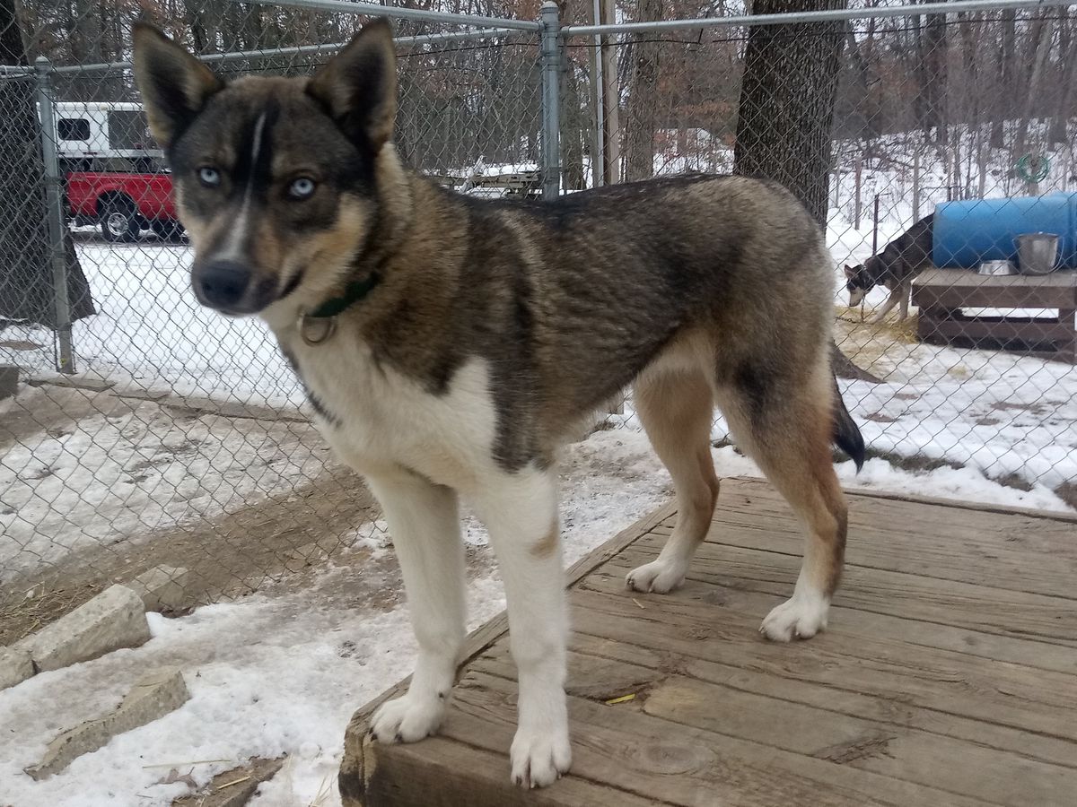 Deer Creek's Abner of Evergreen 96.66 | Siberian Husky 