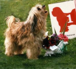 TOP DOG'S PRINCESS JASMINE | Tibetan Terrier 