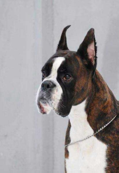 ALMADINAKS ZOLOTAYA PROPORTSIA | Boxer 