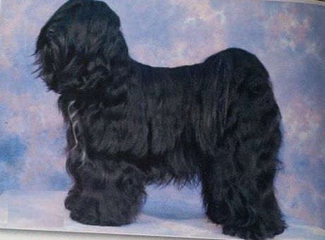 AIVLYS BLACK BONNIE AT LEASHKAN | Tibetan Terrier 