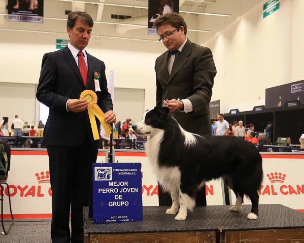 Andy von marab | Border Collie 