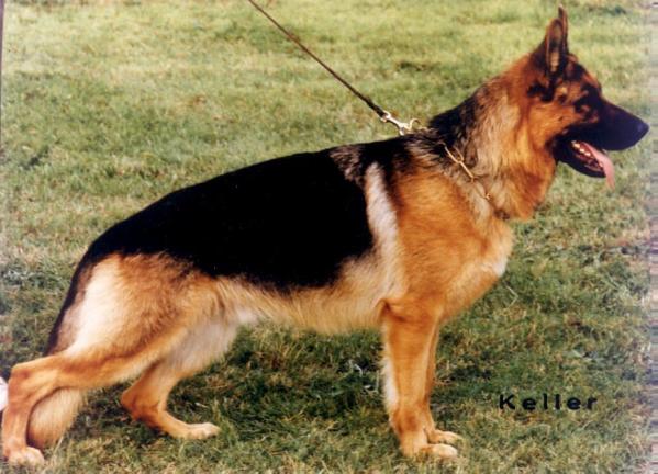 Lux de Valdovin | German Shepherd Dog 