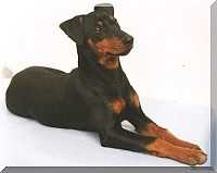 Quinti vom cronsbach | German Pinscher 