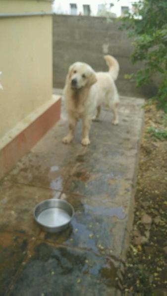 Greytown TROY | Golden Retriever 