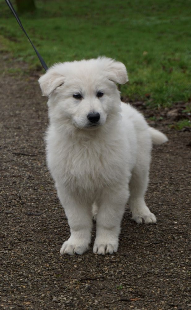 C‘mon and dance with me vom Sutumer Grund | White Swiss Shepherd Dog 