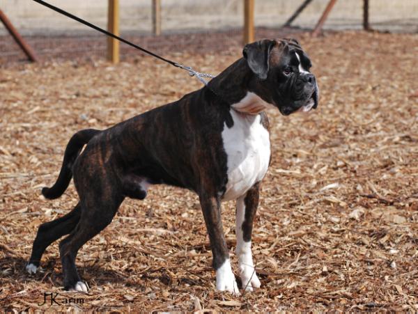 Carthago z Ringu | Boxer 