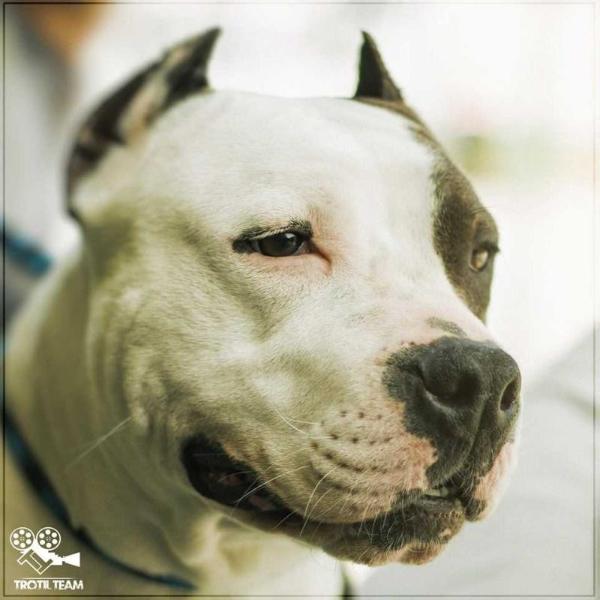 BLUE TERESA | American Staffordshire Terrier 