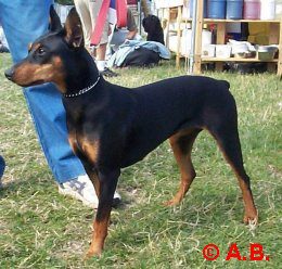 RAIA de la Capelliere | German Pinscher 