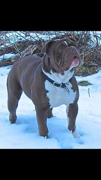 Hellrazzor's Tula | Olde English Bulldogge 