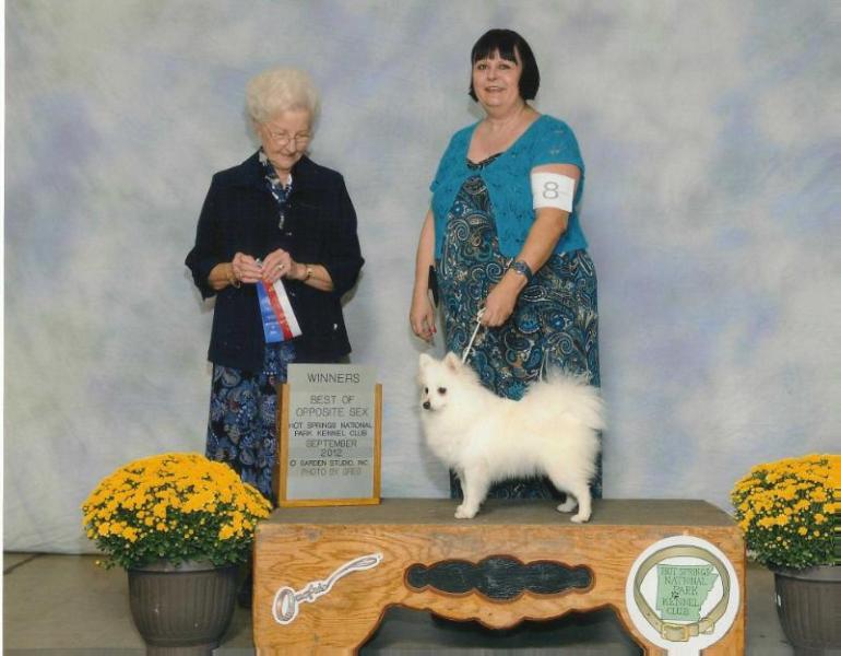 Artc Mgc's Nothing Compares 2 U | American Eskimo Dog  Artc Mgc's Nothing Compares 2 U | American Eskimo Dog