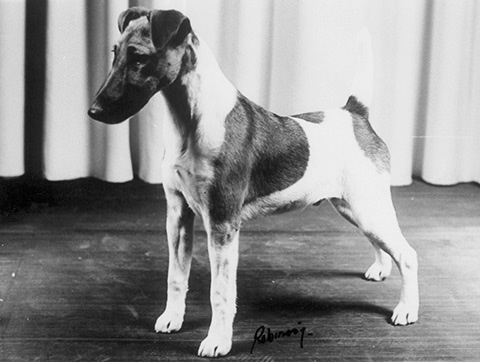Mirolinda Mr Supadupa | Smooth Fox Terrier 