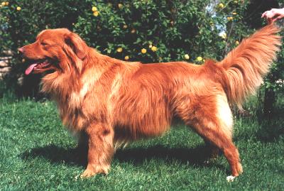 DECOYMANS PIPER NAPOLEON | Nova Scotia Duck Tolling Retriever 