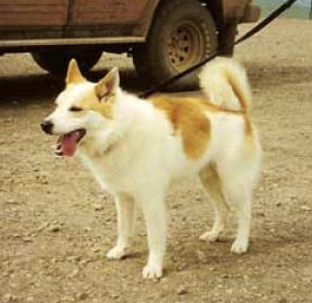 Stjörnu- Kátur | Icelandic Sheepdog 