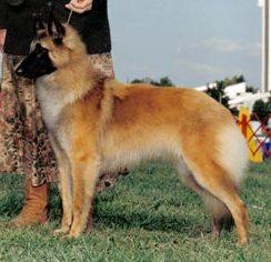 After Shock La Fey's Savanna | Belgian Tervuren 