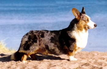 Trenwydd SILVER WIZARD | Cardigan Welsh Corgi 