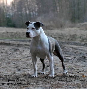 POKUSA TABOO Terierkowo | American Staffordshire Terrier 