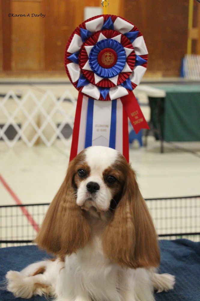 Miletree Carnival | Cavalier King Charles Spaniel 