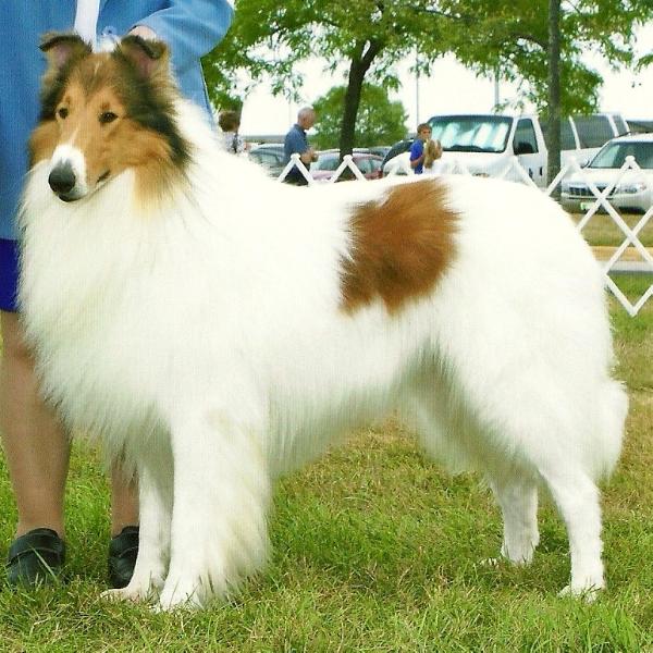 Jaclyns Carealot's the Cisco Kid | Rough Collie 