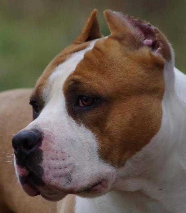 iccon red bull long step | American Staffordshire Terrier 