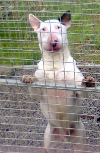 Tyebar Clever Triton | Bull Terrier 