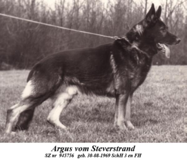 Argus vom Steverstrand | German Shepherd Dog 