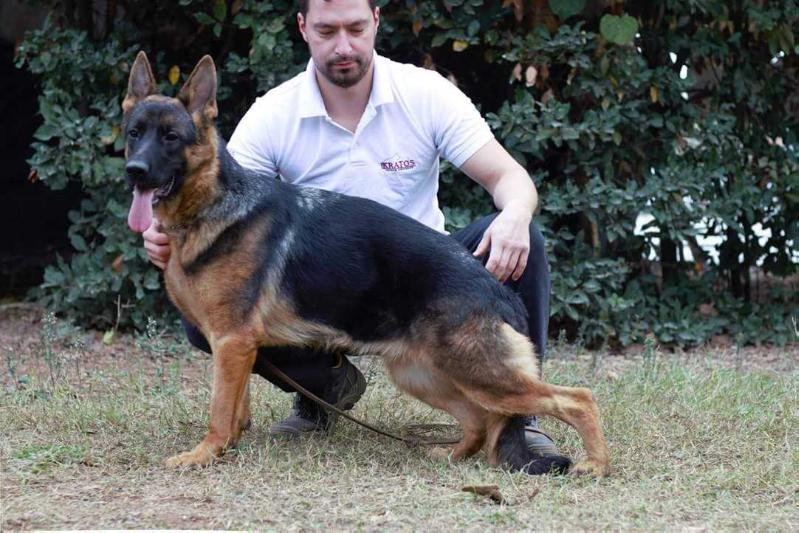 Kira Emsi-haus | German Shepherd Dog 