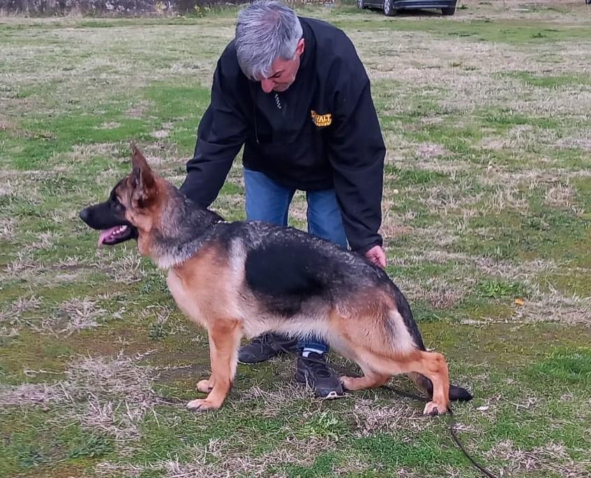 Ambra di Casa Cacozza | German Shepherd Dog 