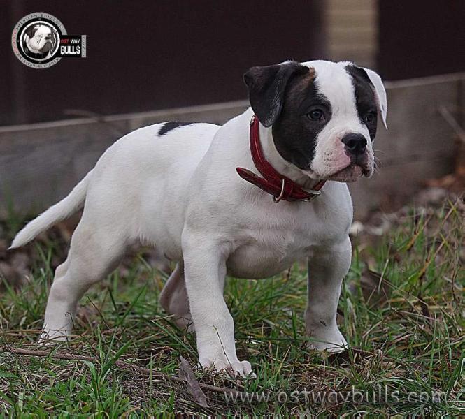 OSTWAYBULLS ADVOCATE | American Bulldog 