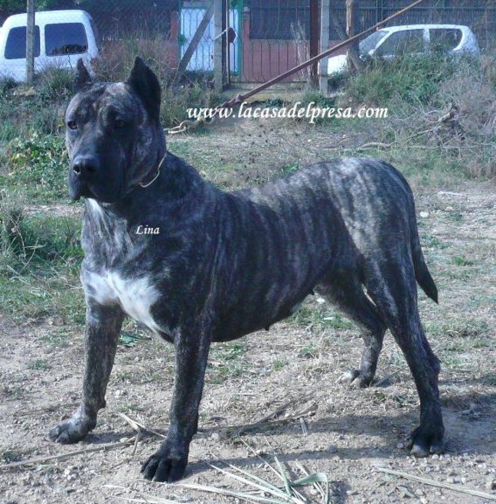 Lina II de Casa del Presa | Perro de Presa Canario 