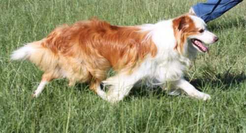 Bismark's Flying Colors | Border Collie 