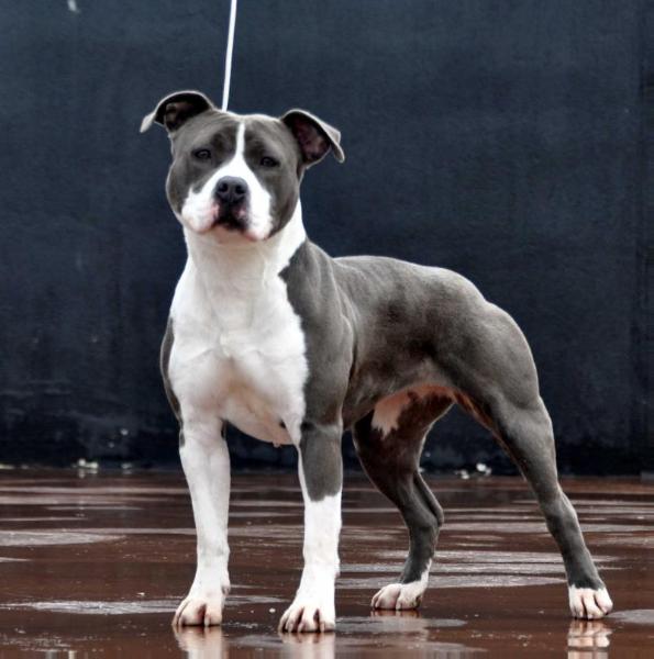 NELLY QUEEN KUPA HOUSE | American Staffordshire Terrier 