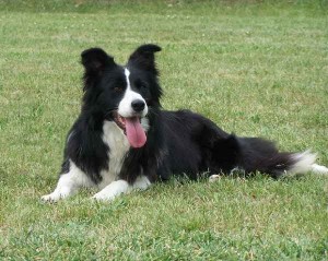 Borderguard Gina | Border Collie 