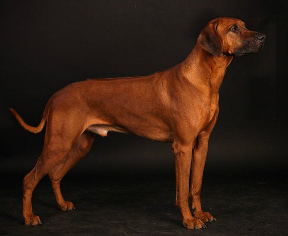 Tarujen Ufahari | Rhodesian Ridgeback 