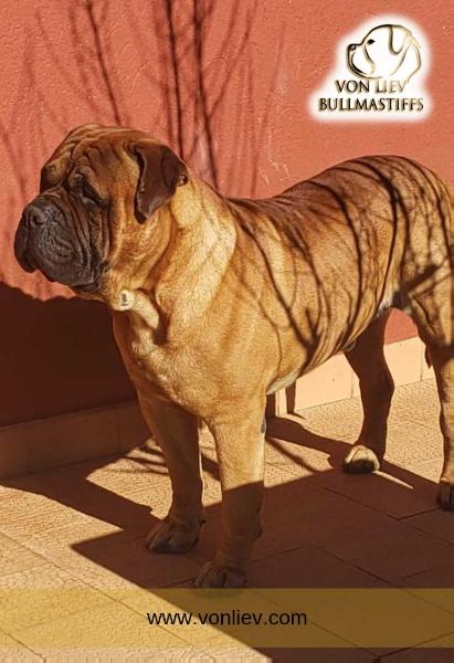 Griffin - Argentina Bulls Black Ice | Bullmastiff 