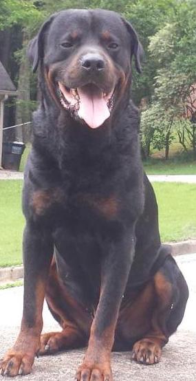 Von LaKen Reo Deal | Rottweiler 