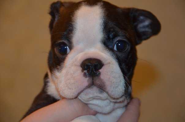 PREMJER BOSTON DEIRIK | Boston Terrier 