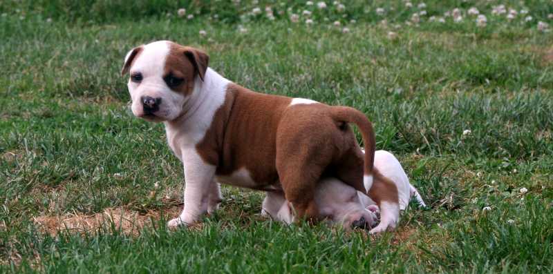 Skyglows Magic Boy | American Staffordshire Terrier 