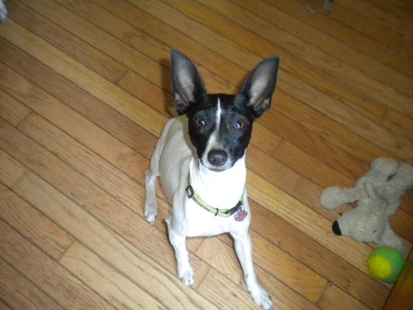 Painted Hill's Delilah | Rat Terrier 