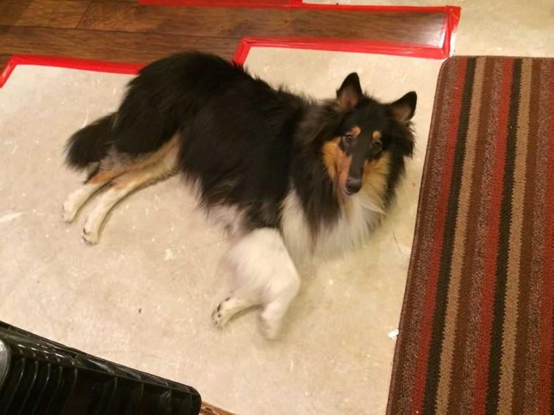 Miss Elizabeth Mae Benham | Rough Collie 