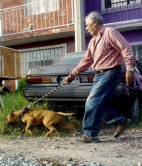 Salcedo's Big Red aka El Duque 1XW 1XGL | American Pit Bull Terrier 