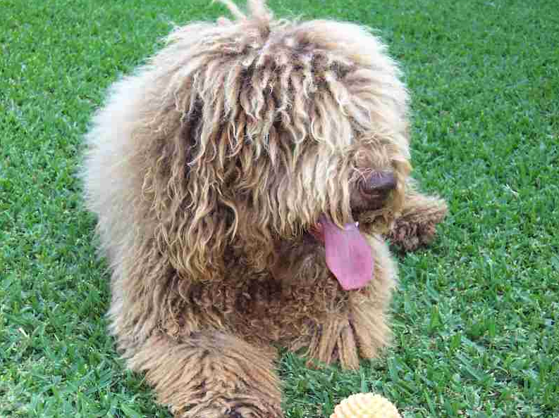 Charca del Palaciego | Spanish Water Dog 