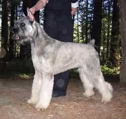 Skansen's  American  President | Giant Schnauzer 