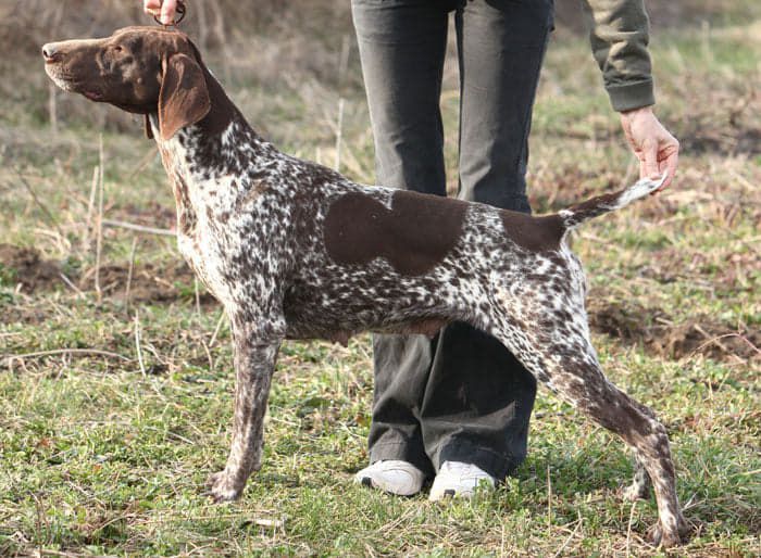 Malomkozi Jetta | German Shorthaired Pointer 